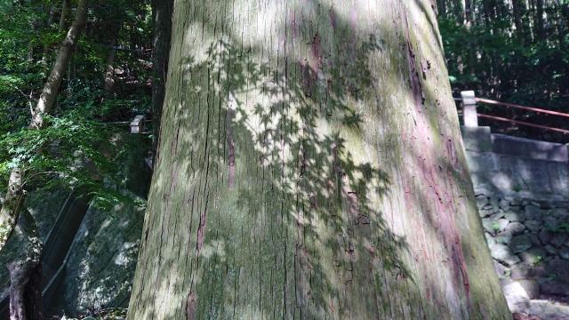 おなか引き締め！体感！体幹トレーニング！