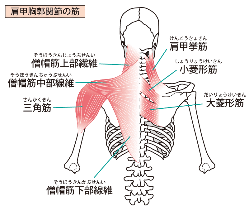 ショルダープレス