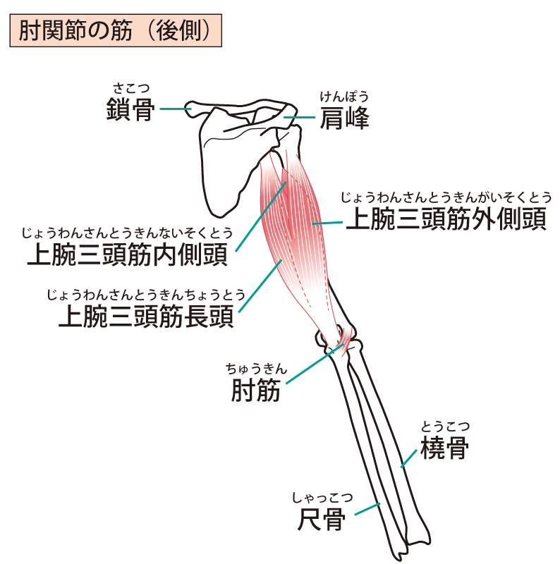 チェストプレス
