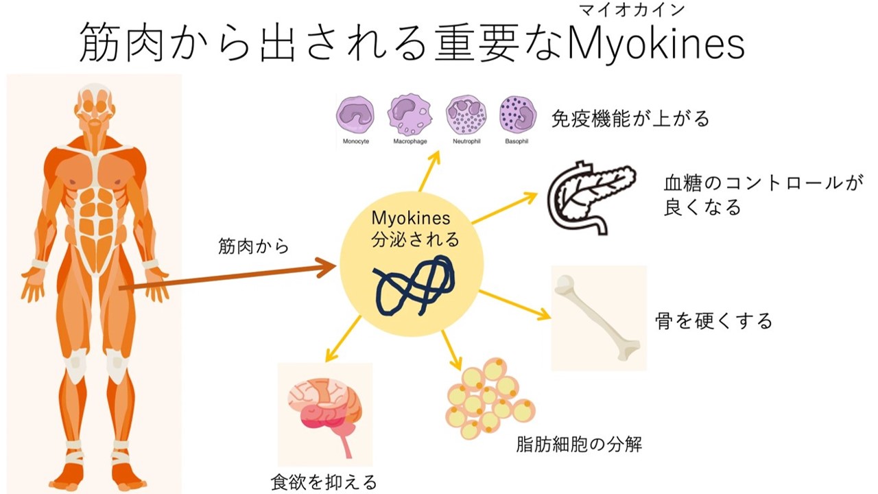 体を動かす以外の筋肉の役目~ダイエットピルを使うときの注意点~